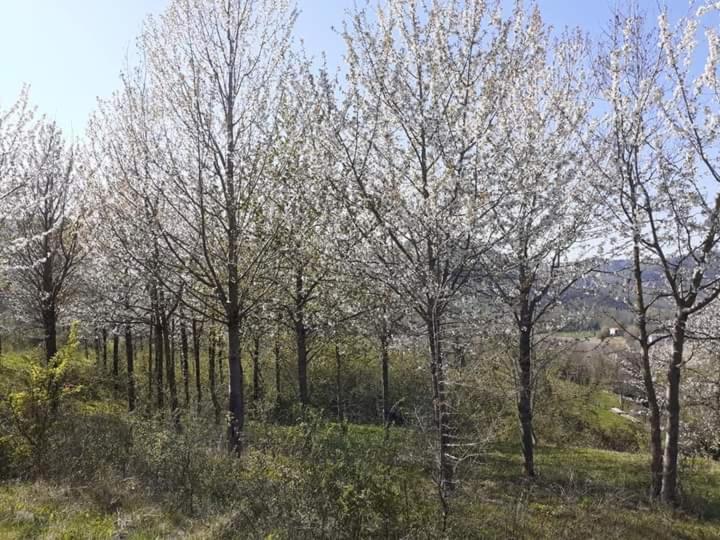 Apartament Ai Boschi Ozzano dell'Emilia Zewnętrze zdjęcie